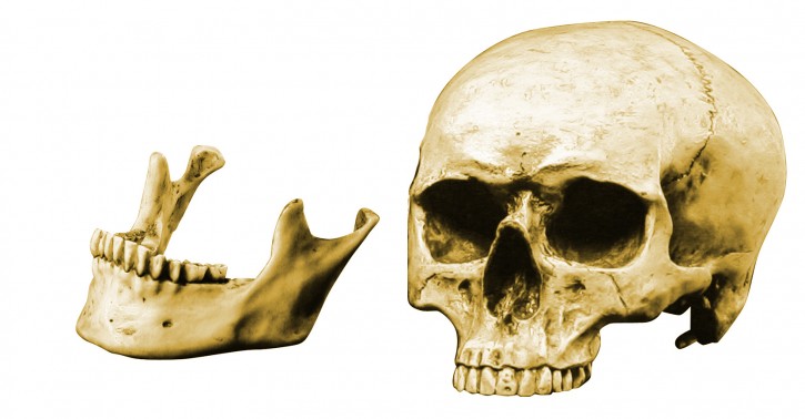 Anatomie Skull